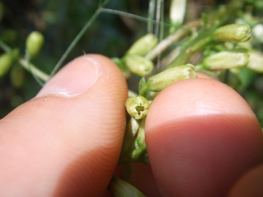 Piantina con fiori verdi - Umbilicus rupestris